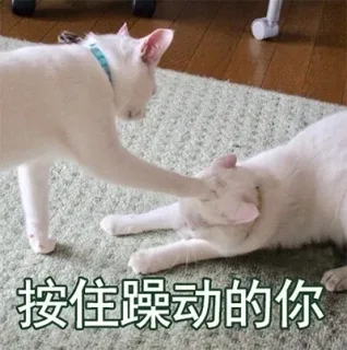 都是喵星人的表情，一起吸猫吧_猫咪_萌萌哒表情包