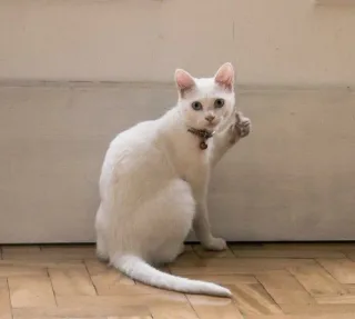 猫咪竖起了大拇指，老哥稳