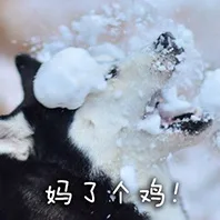 妈了个鸡！（妈了个鸡！）