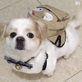 呆萌乖乖狗眨眼 GIF（呆萌乖乖狗眨眼 GIF）