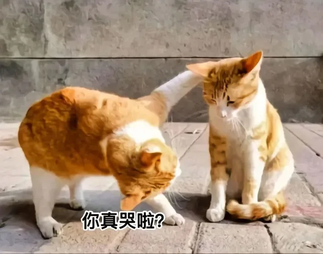 你真哭啦？(猫猫表情包)（你真哭啦？(猫猫表情包)）