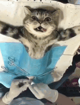 猫咪节育搞笑动图_gif_动图