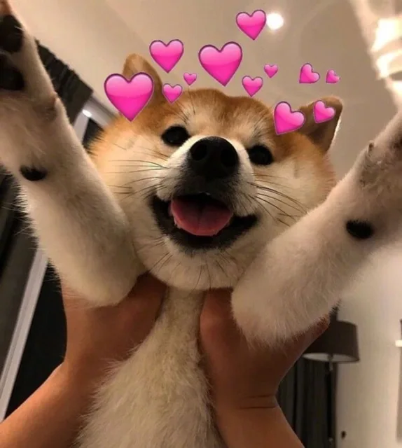 被爱心环绕的柴犬