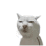 奇怪动物小表情包 猫猫表情包