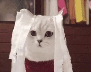 猫猫动图表情包（猫猫动图表情包）