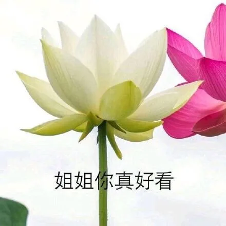 姐姐你真好看呀