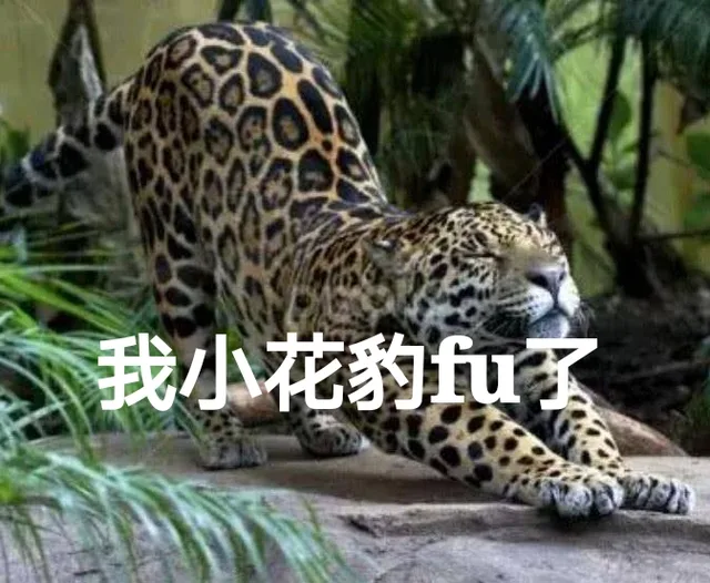 我小花豹fu了