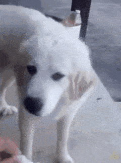 嫌弃狗狗 GIF（嫌弃狗狗 GIF）