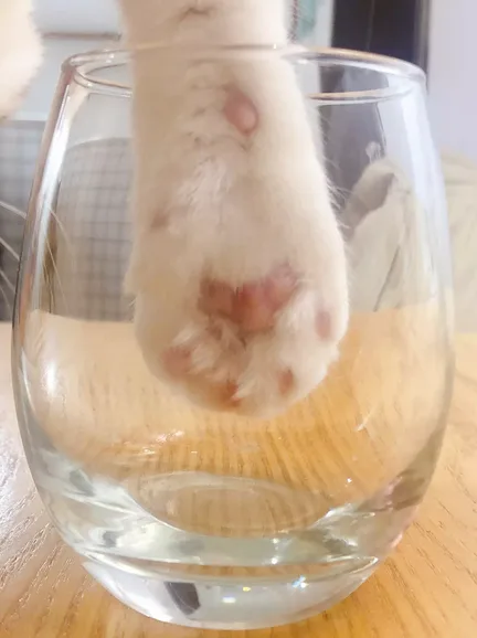 你有猫吗？一起模仿猫爪杯表情包