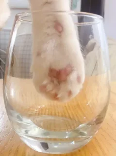 你有猫吗？一起模仿猫爪杯