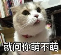 铲屎官，还不去铲屎！！一起吸猫_猫咪_喵星人_猫表情包