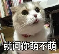 铲屎官，还不去铲屎！！一起吸猫_猫咪_喵星人_猫表情包