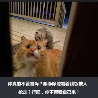 你真的不管管吗？眼睁睁看着我饭被人抢走？行吧，你不管我自己来！