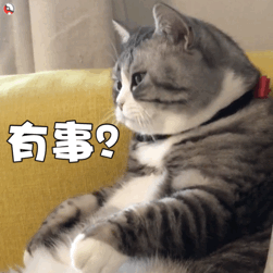 一组猫咪动态表情包