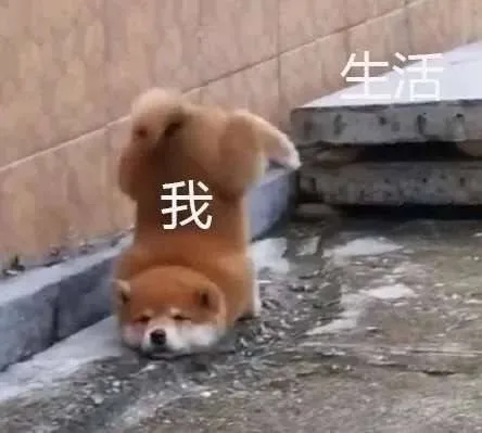 我被生活绊了一脚