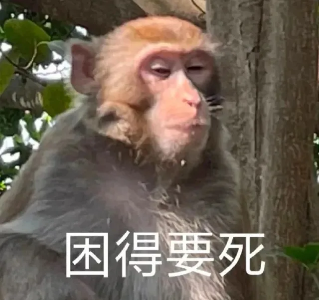 困得要死(猴子表情包)（困得要死(猴子表情包)）