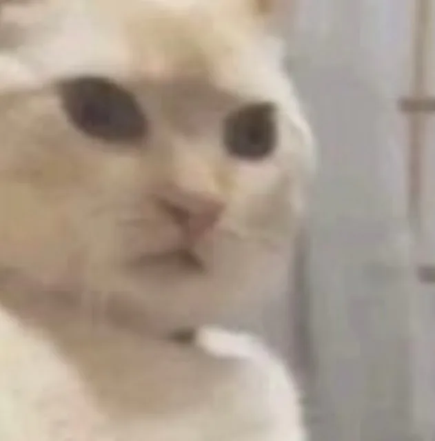 猫猫头表情包