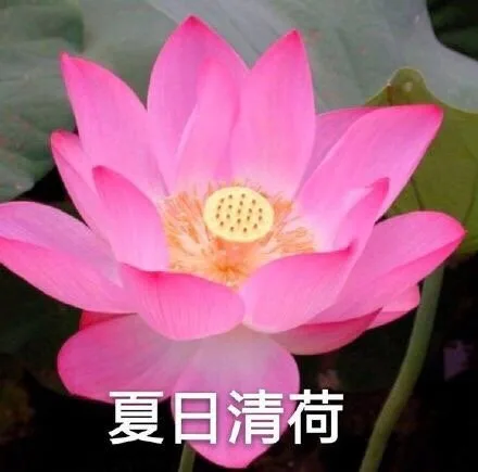 夏日清荷