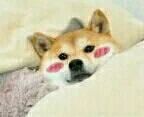 萌狗躺被窝里