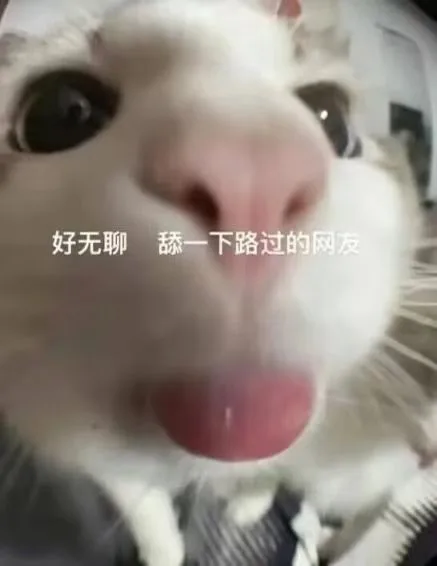 好无聊舔一下路过的网友(猫咪表情包)（好无聊舔一下路过的网友(猫咪表情包)）