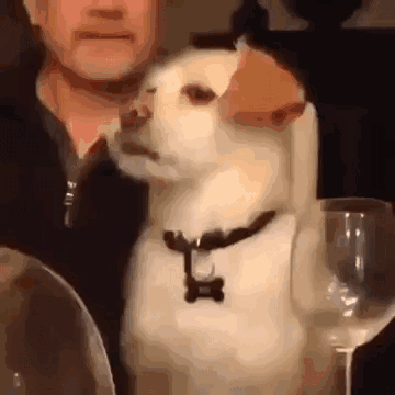 狗狗翻白眼 GIF（狗狗翻白眼 GIF）