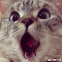 喵星人，美国的“表情帝”Nala_喵星人_nala表情包