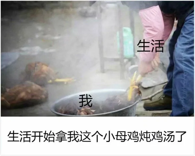 生活开始拿我这个小母鸡炖鸡汤了