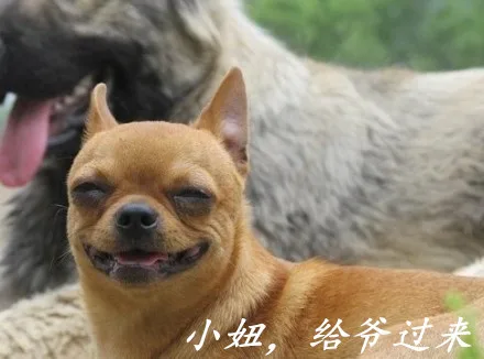 萌萌哒动物表情