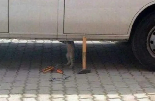 猫咪修车中