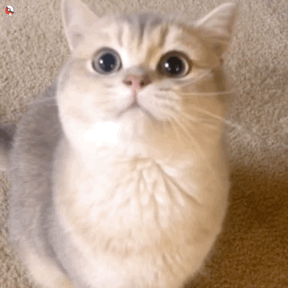 呲牙（猫咪动态表情包）（呲牙（猫咪动态表情包））