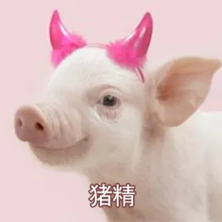 猪精