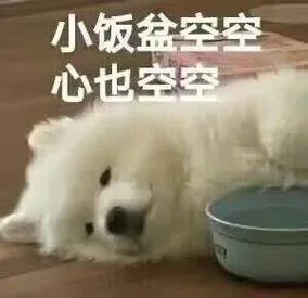 小饭盆空空心也空空（小饭盆空空心也空空）