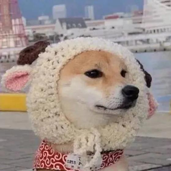 柴犬戴帽子（柴犬戴帽子）