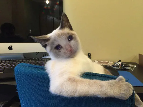 流泪猫咪