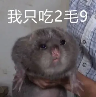 竹鼠表情包：我只吃2毛9