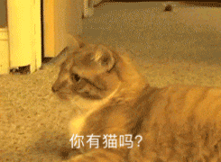橘猫：你有猫吗
