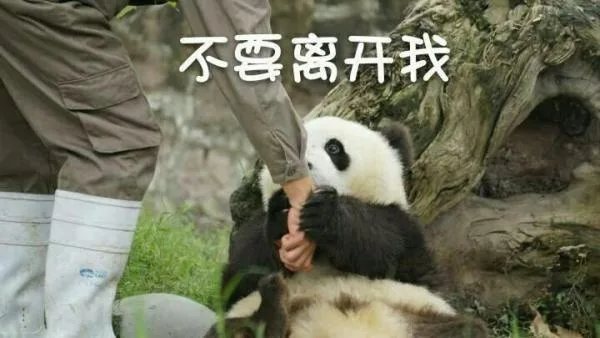 不要离开我