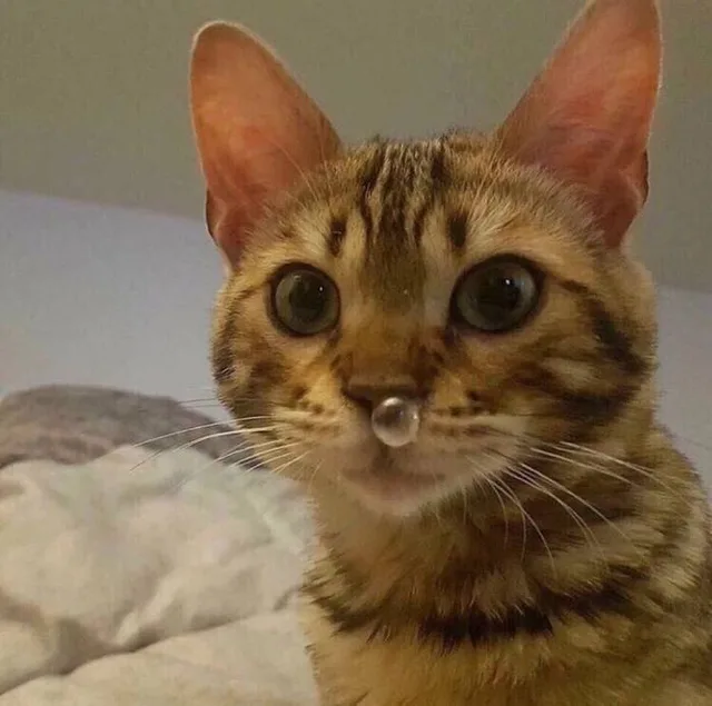 猫咪