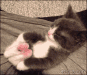 无聊猫咪玩脚脚