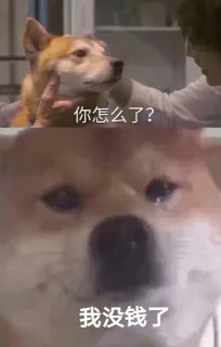 「你怎么了？柴犬流泪」系列表情包
