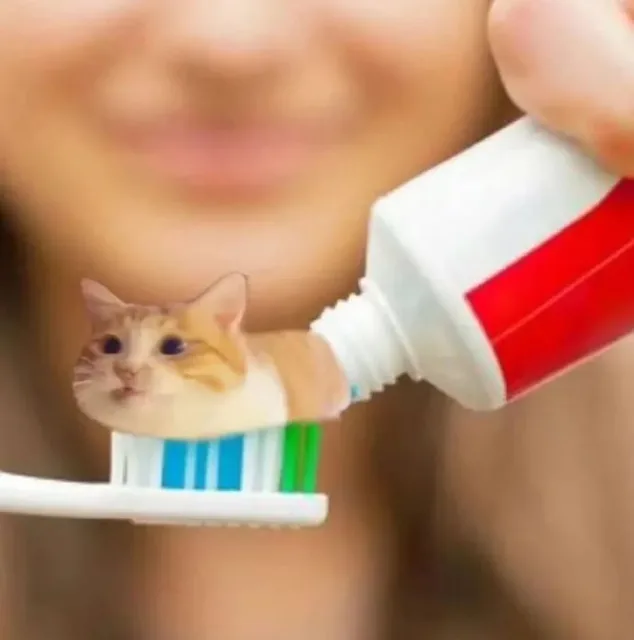 猫咪牙膏表情包（猫咪牙膏表情包）