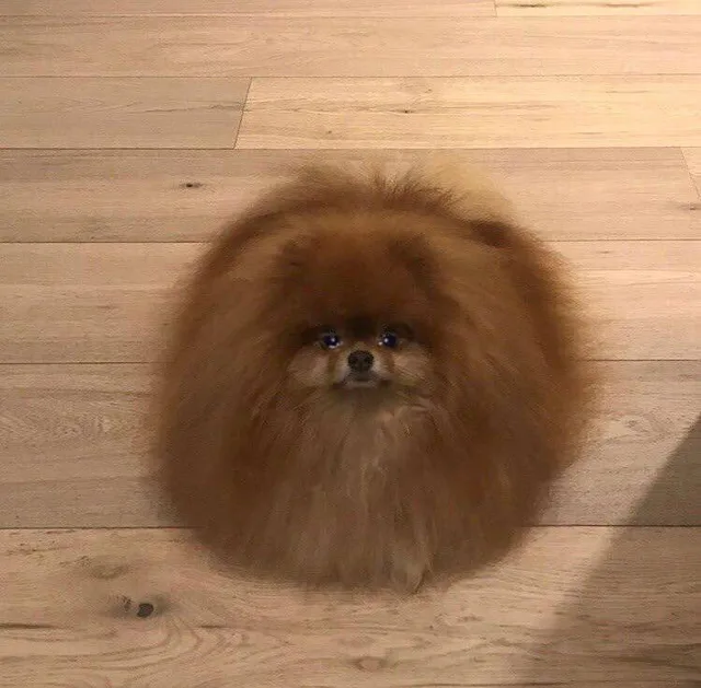 流泪猫咪