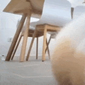 (猫猫动图表情包)（(猫猫动图表情包)）