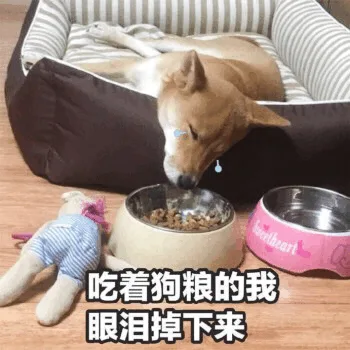 吃着狗粮的我，眼泪掉下来