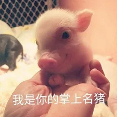 我是你的掌上明猪（我是你的掌上明猪）