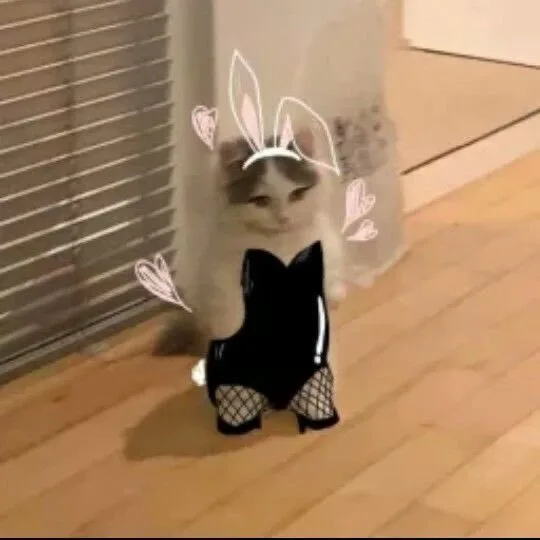 猫猫穿网袜