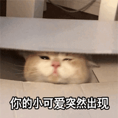 可爱猫咪 GIF 动图表情包