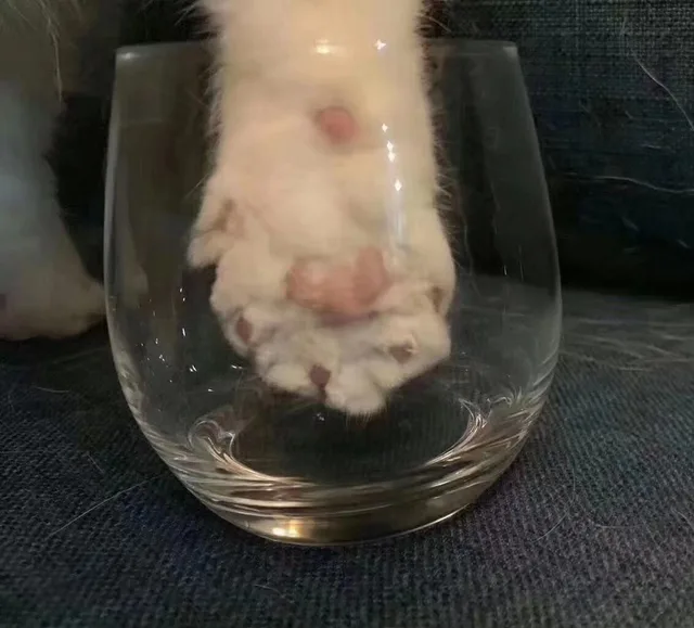 猫爪+玻璃杯=星巴克网红猫爪杯