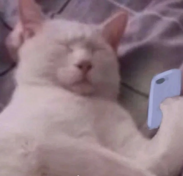 猫咪辣眼睛