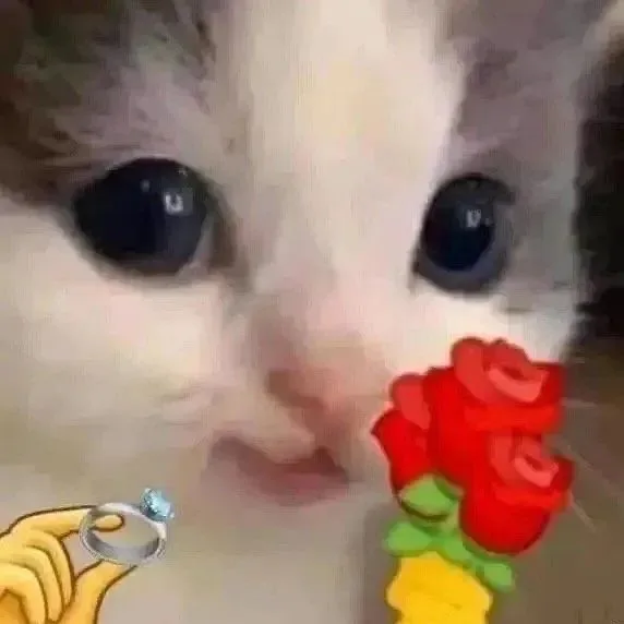 猫咪举花